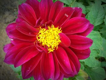 Close-up of yellow flower blooming outdoors