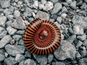 Close-up of shell on rock