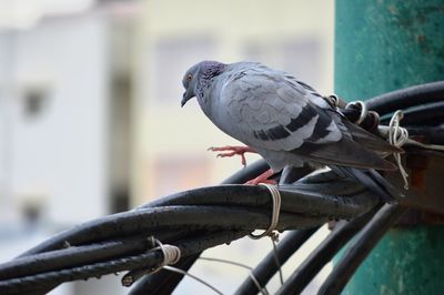 Close-up of pigeon perching on railing