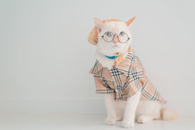 Portrait of a cat against white background