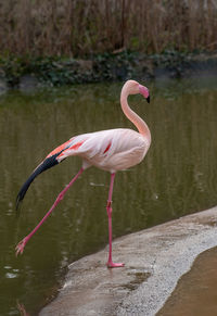 Bird standing in a lake