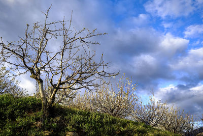 Low angle view of tree against sky