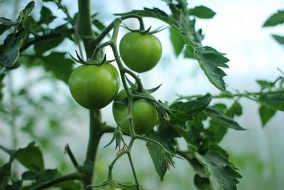 Unripe tomatoes on green bushes in a greenhouse