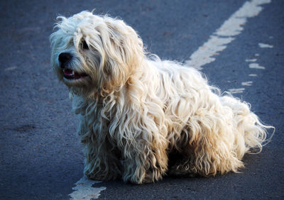 Close-up of a dog standing on road