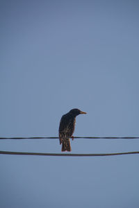 Low angle view of bird perching on cable