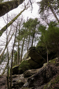 Low angle view of trees in forest