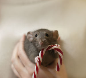 A gray rat on a beige background with a red lollipop
