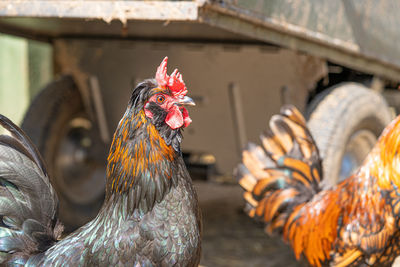 Close up low level view of male rooster cockerel showing black and gold feathers  red crown and eye