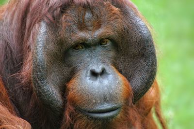 Close-up portrait of a monkey