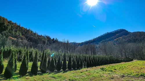 Trees on field against blue sky