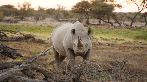 Rhino safari during sunset at etosha national park in namibia.