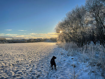 Dog standing on snow covered field against sky