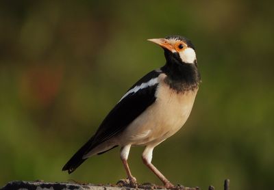 Asian pied starling