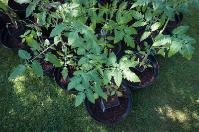 High angle view of plants