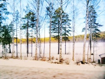 Trees on landscape against sky