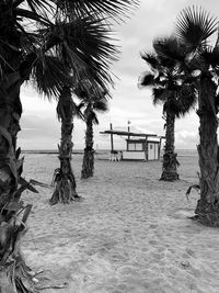 Palm trees on beach against sky