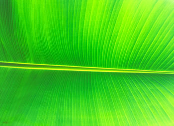 Full frame shot of palm leaf