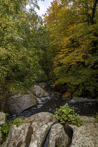 Stream flowing through rocks in forest