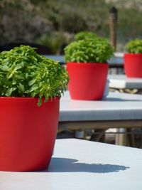 Close-up of potted plant on table