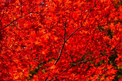 Multicolor beautiful autumn landscape background. colorful fall foliage in sunny day with blue sky.