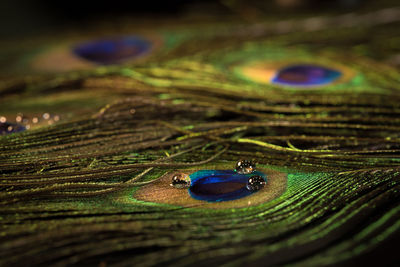 Close-up of water drops on multi colored wood