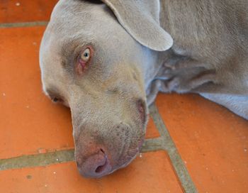 Close-up of horse