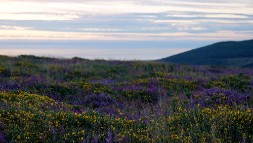 Scenic view of field against cloudy sky