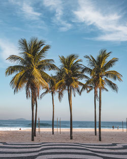 Palm trees on beach against sky