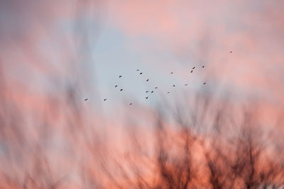 Distant view of birds flying in sky seen through trees during sunset