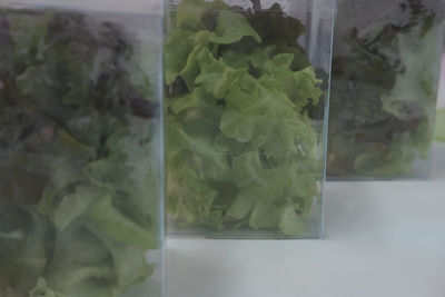 Close-up of green plant in glass container