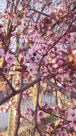 Low angle view of cherry blossom tree