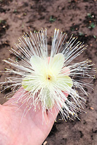 Close-up of hand holding leaf