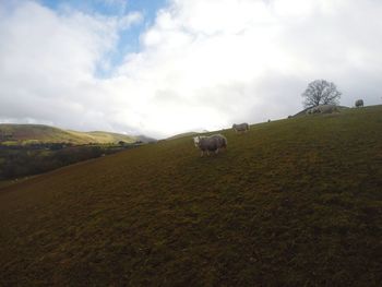 Sheep grazing on field against sky