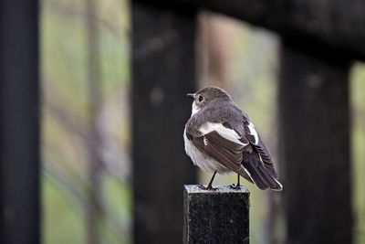 Close-up of bird perching on wooden post