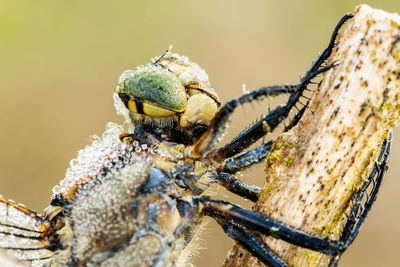 Close-up of spider on wood