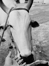 Cropped hand of man with bullock