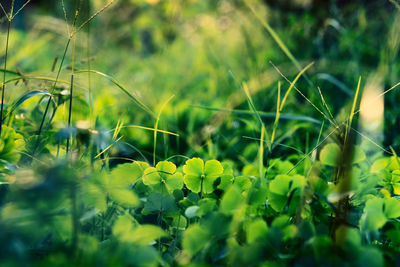 Close-up of flowering plants on field