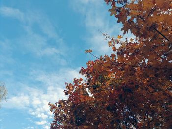 Low angle view of flower tree against sky