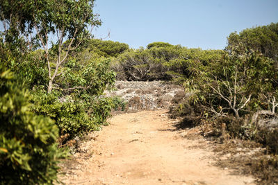 Dirt road amidst plants against clear sky