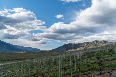 Scenic view of vineyard against sky