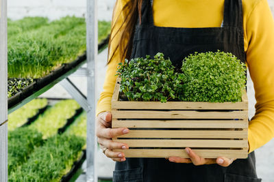 Woman holding box with microgreen, small business indoor vertical farm vegetarian vitamin fresh food