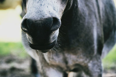 Close-up of donkey