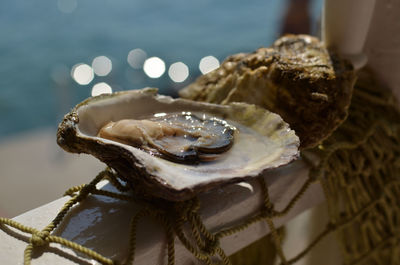 Just served oysters with sparkles on sea water in background