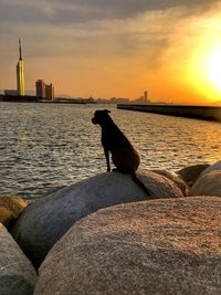 Dog on beach against sky during sunset