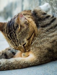 Close-up of a cat sleeping