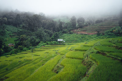 Scenic view of agricultural field