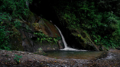 Scenic view of waterfall in forest