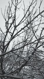 Low angle view of bare trees