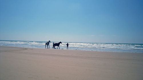 Scenic view of beach with horse against water