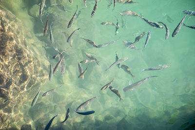 High angle view of fishes swimming in sea